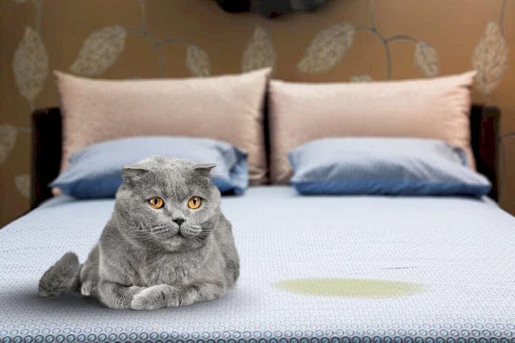 Диван и домашние питомцы